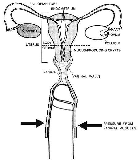 reddit orgasmic contractions|Vaginal contraction .